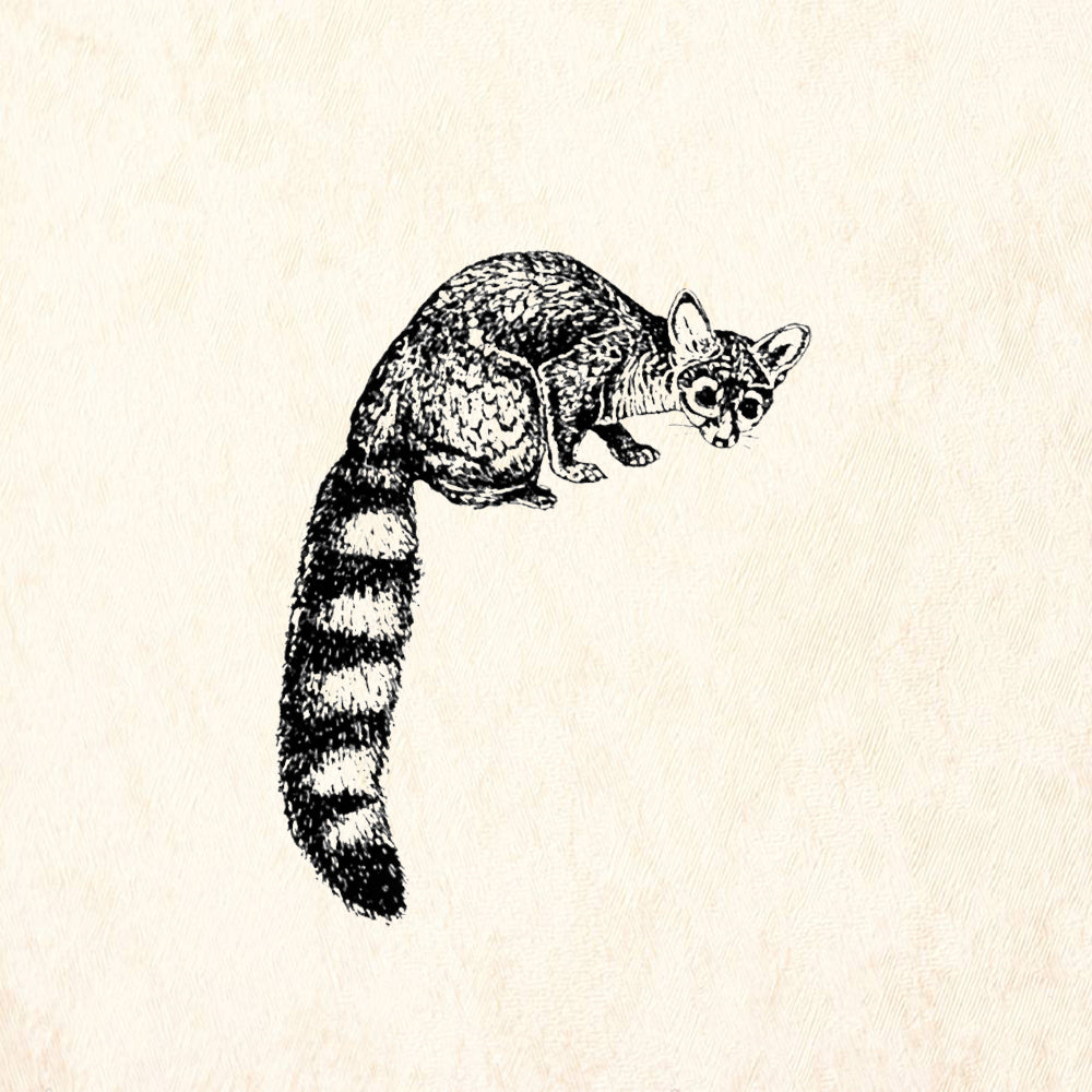 StampaFe Ringtail Southwest Rubber Art Stamp