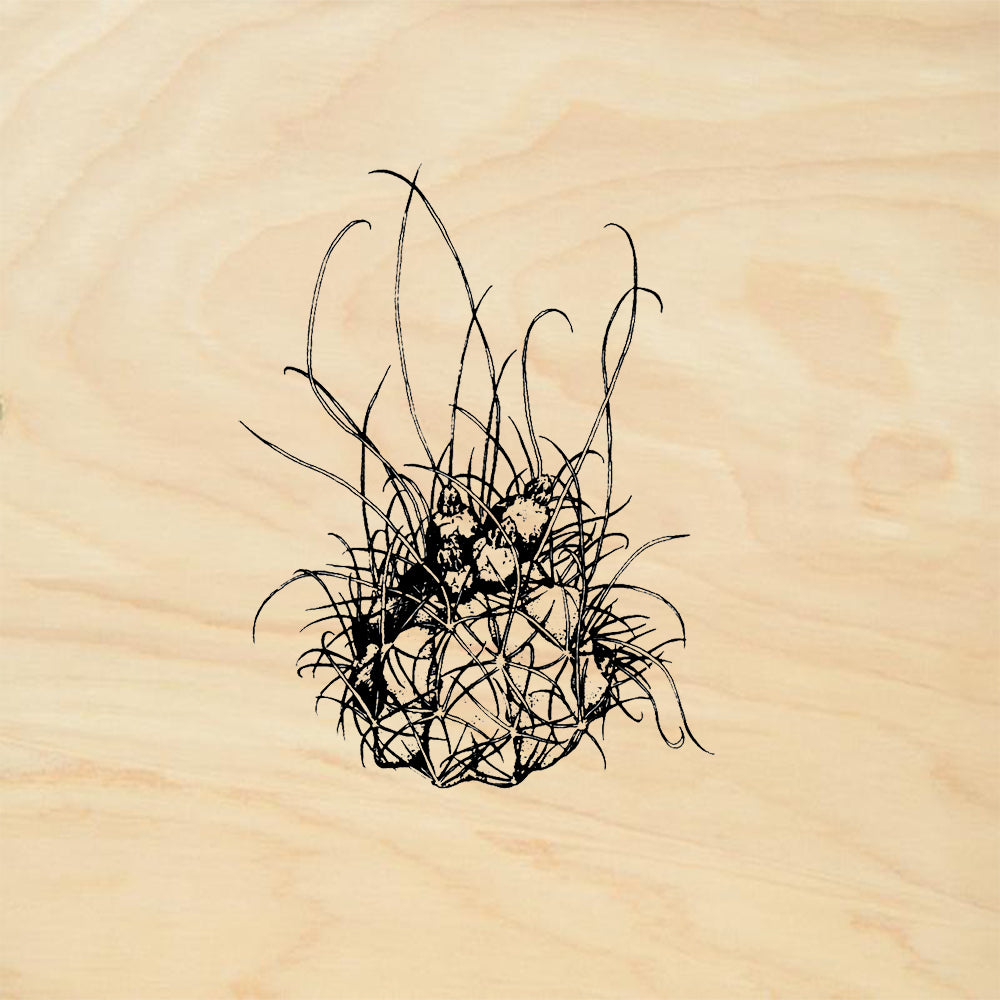 StampaFe Hamatocactus Southwest Rubber Art Stamp